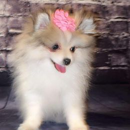 Pomeranian and Pomsky Puppies from Pom Pom Pomskies-TN