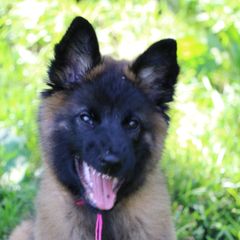 Belgian Tervuren Puppies from Wildrose Working Belgians