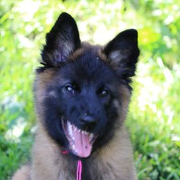 Belgian Tervuren Puppies from Wildrose Working Belgians