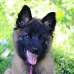 Belgian Tervuren Puppies from Wildrose Working Belgians