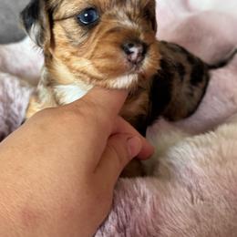 Stella - Parti female Yorkshire Terrier puppy in Denair, California from YorkieVillaPaws