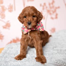 Valentino - Red  male Goldendoodle puppy in Wake Forest, North Carolina from Dreamcoat Doodles