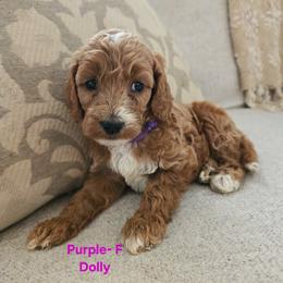 Cockapoo Puppies from Ashley Dedmon