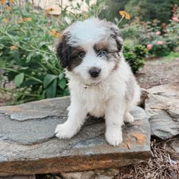 Bud - male Australian Mountain Doodle puppy in Tryon, North Carolina from Melrose Mountain Farm
