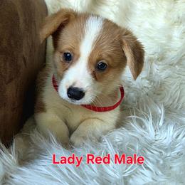 Red male - White and red male Pembroke Welsh Corgi puppy in Wayne City, Illinois from Lash Livestock & Corgis