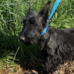 Sasha - Scottish Terrier