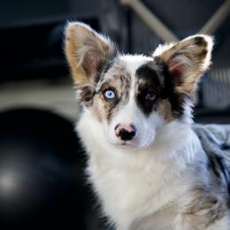 American Corgi, Dachshund, and Pembroke Welsh Corgi Puppies from Seven B Corgis & Doxies