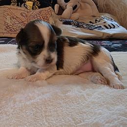 F6 - Fawn female Havanese puppy in Deer Park, Washington from Mt. Top Havanese