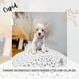 Cupid - Parti female Goldendoodle puppy in Montgomery, Texas from Dacus Doodles