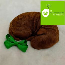 Red Clay - Red  male Poodle puppy in Fairburn, Georgia from The Real Dog Breeders of Atlanta (peachy poodles)