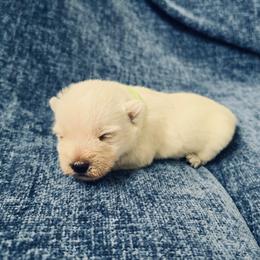 Bramble - White male West Highland White Terrier puppy in Toronto, Ohio from Shekinah’s Mi-Kis & Cricket Hill’s Westies