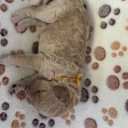 Hamm Yellow Collar - Cream male Goldendoodle puppy in Lexington, North Carolina from Deborah’s Doodles