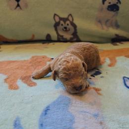 Emerson - Apricot male Poodle puppy in Minneapolis, Minnesota from River Park Poodles