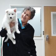 Icelandic Sheepdog Puppies from Valhalla Icelandic Sheepdogs