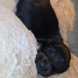 Storm - Black female Dachshund puppy in West Plains, Missouri from Spring Creek Dachshunds