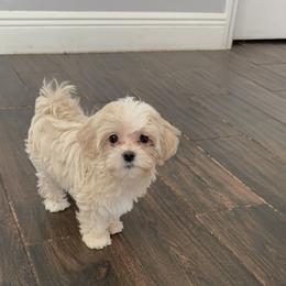 Maltipoo All Grown Up from Pepper Patch Puppies