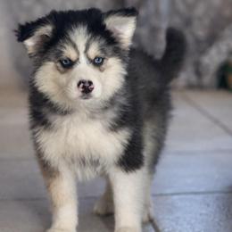Legend - Black and white male Pomsky puppy in Lewiston, Minnesota from Family Pomsky