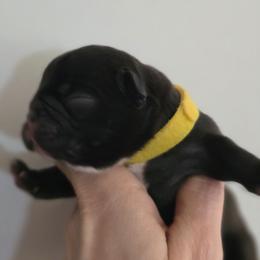 Marshall - Brindle male French Bulldog puppy in Summerville, South Carolina from Pryde French Bulldogs