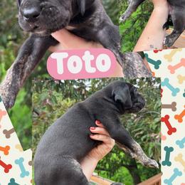 TOTO - Black female Great Dane puppy in Wellsville, New York from Prophecy Danes