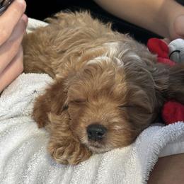 Cavapoo, Cockapoo, Goldendoodle, and Maltipoo Puppies from Perdue Puppies