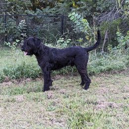 Falco - Giant Schnauzer