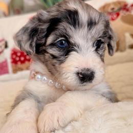 Marble - Blue merle female Aussiedoodle puppy in Dickerson, Maryland from Pawsome Aussie Doodles and Oodles