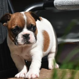 French Bulldogs and Labrador Retrievers from Spencer's LuvaBulls and English Labs