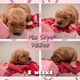 DulciBear - Dark golden female Golden Retriever puppy in Driggs, Idaho from SK Golden Retrievers