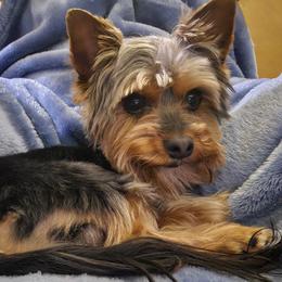 Pellet - Yorkshire Terrier