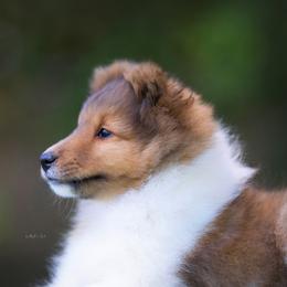 Shetland Sheepdog Puppies from Royal Tea Shelties