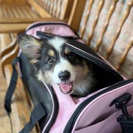 Duchess - Black and tan female Pembroke Welsh Corgi puppy in Columbia, Tennessee from Wiggle B Ranch Corgis