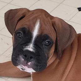 Boxer Puppies from Elevated Boxers