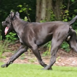 Cane Corso puppies from Sacred Mission