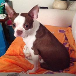 Nina - Boston Terrier