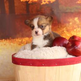 Pembroke Welsh Corgi Puppies from 3W Corgis
