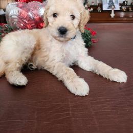 Flurry - Parti male Goldendoodle puppy in Kenosha, Wisconsin from Madden Golden Doodles