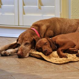 Vizslas from Annian Vizslas