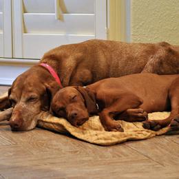 Vizslas from Annian Vizslas