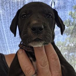 FEMALE BLACK - Black female Great Dane puppy in Hickman, Kentucky from Tidal Wave Danes