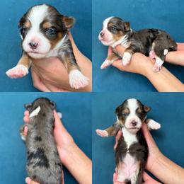 Priscilla - Tri-color female Bernedoodle puppy in Yuciapa, California from AlltheDoodlez_