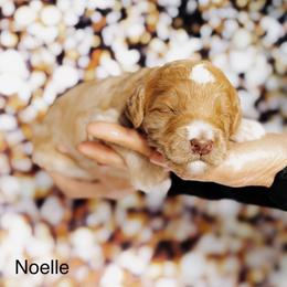 Noelle - Apricot female Goldendoodle puppy in Lakeland, Florida from Rolling Oak Doodles