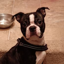 Boston Terriers from Reds Studio