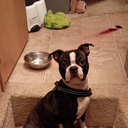 Boston Terriers from Reds Studio