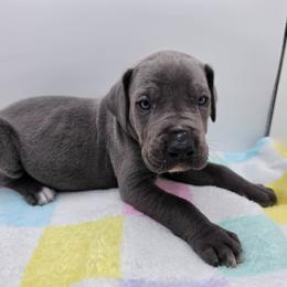 Diesel - Blue male Great Dane puppy in Kannapolis, North Carolina from Carolina Great Danes & Toy Poodles