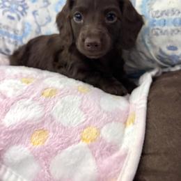 Dachshund Puppies from Bo Didley's Doxies