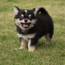Chihuahua Puppies from Hart's Chihuahuas
