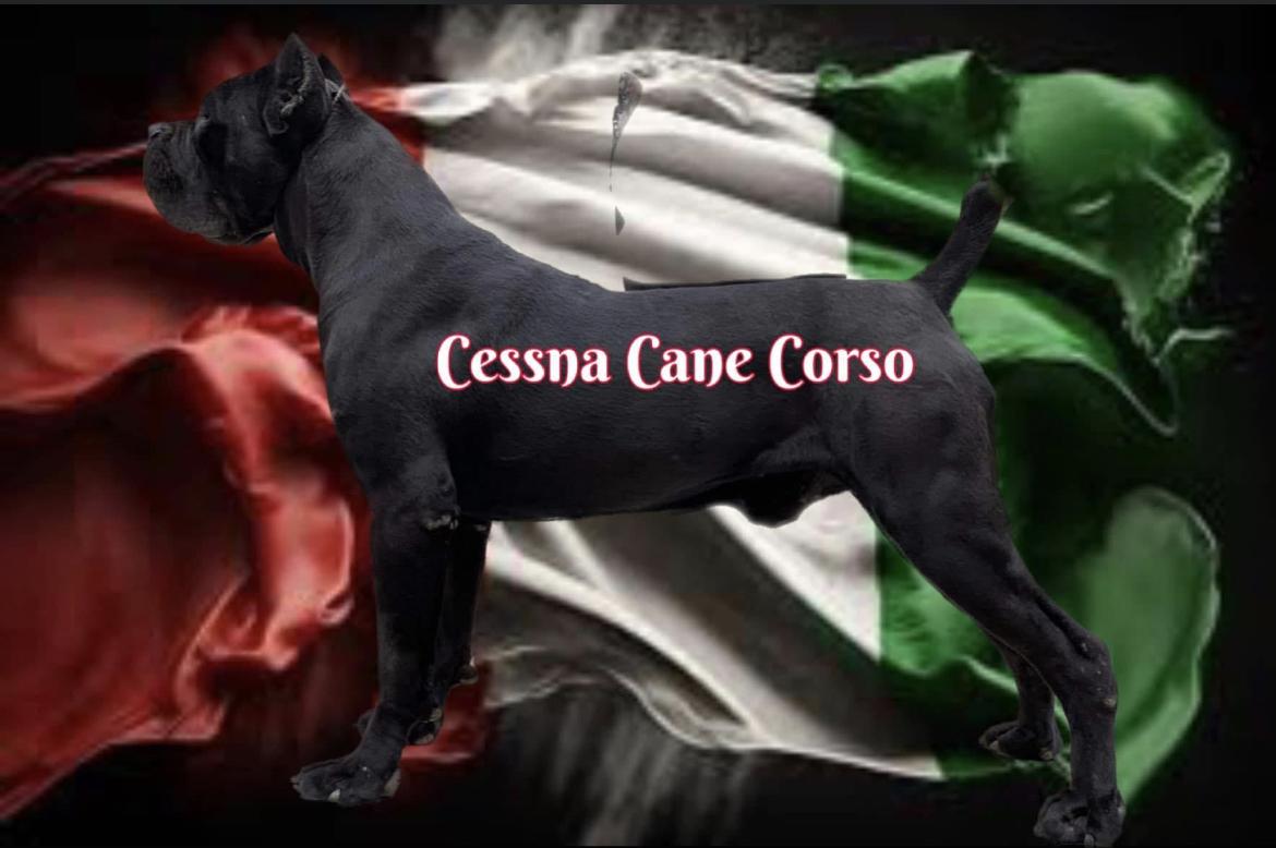 Exotic Yorkie Imports & Cessna Cane Corso in Missouri Cane Corso
