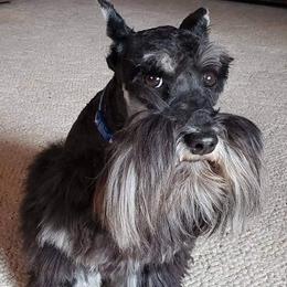 Miniature Schnauzers and Schnoodles from Central AR Schnoodles