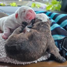 Frankie - White male Bulldog puppy in Grand Island, New York from Buckletucky Farm