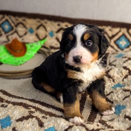 Pepper - Black rust and white Bernese Mountain Dog puppy in Findlay, Ohio from Rafter 58 Bernese Mountains and Bernedoodles
